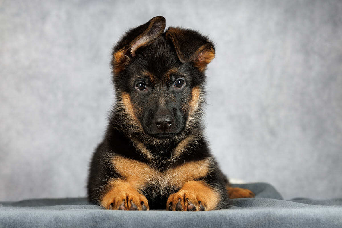 щенок овчарки