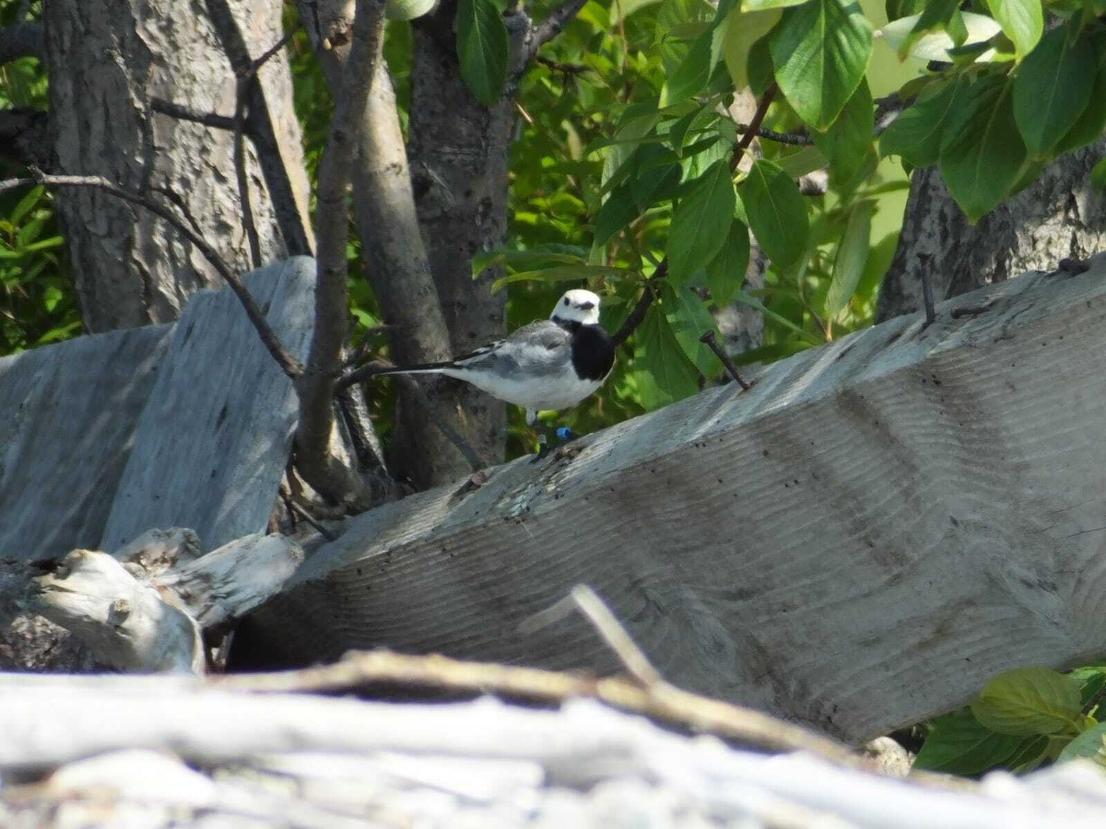 станция кольцевания птиц «Байкальская»