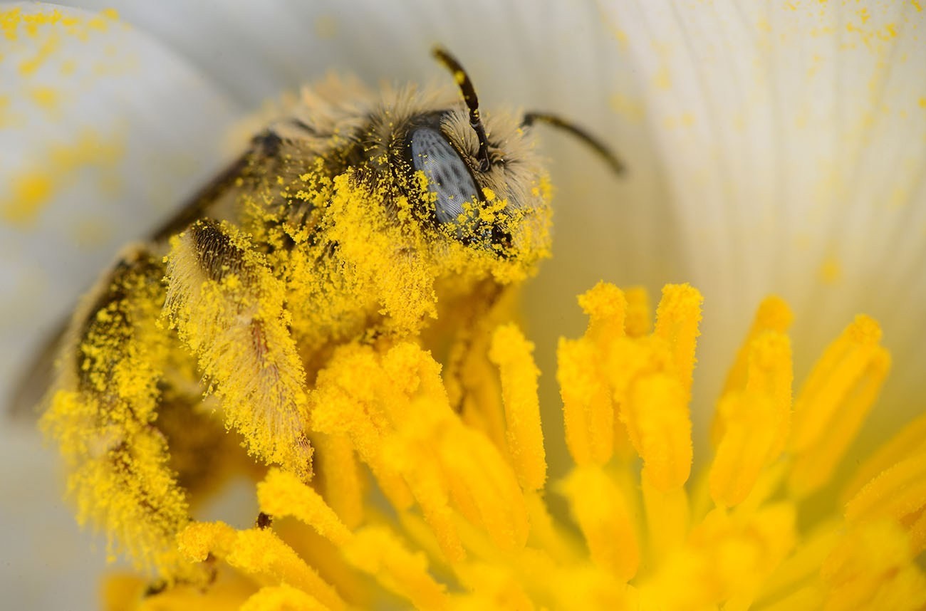 Пчела питается пыльцой. Среднерусская пчела. Пчела с пыльцой. Пчела собирает пыльцу. Пчела с нектаром.