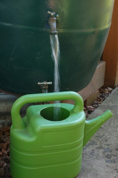 Water pitcher being filled by a stream of water from a rain barrel.