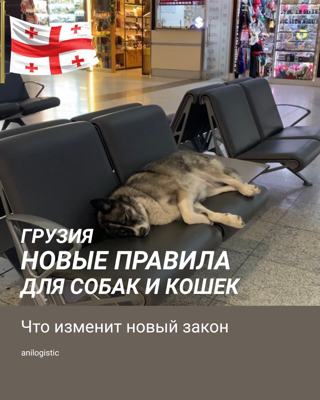 Закон «О домашних животных» в Грузии — новые правила регистрации, разведения и содержания собак и кошек