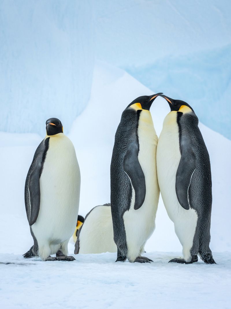 Дикая природа Антарктики: пингвины и тюлени