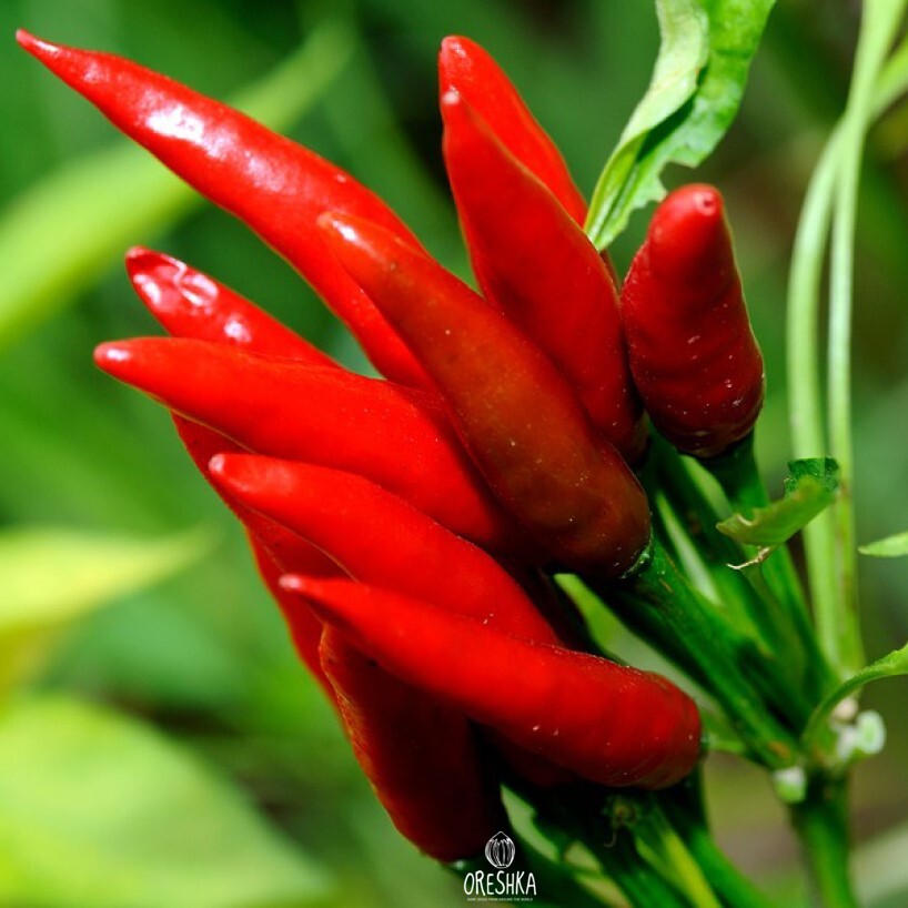 Seeds of Hot pepper Thai sun (Capsicum) — 5 pcs