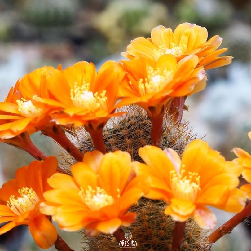 rebutia vulpina Rebutia vulpina