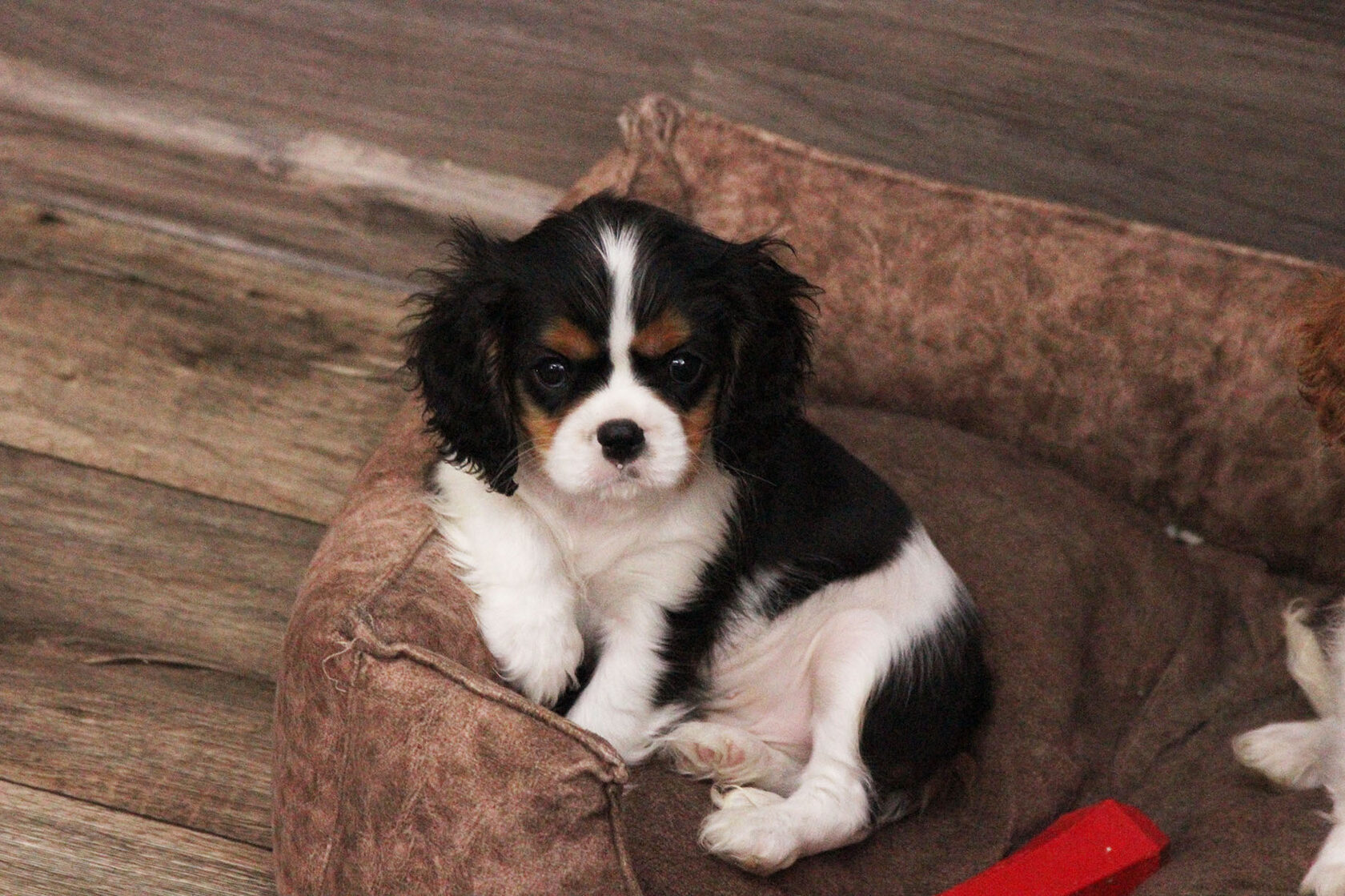 красивый щенок трехцветного окраса