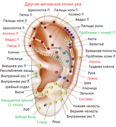 Точки на ухе для похудения фото