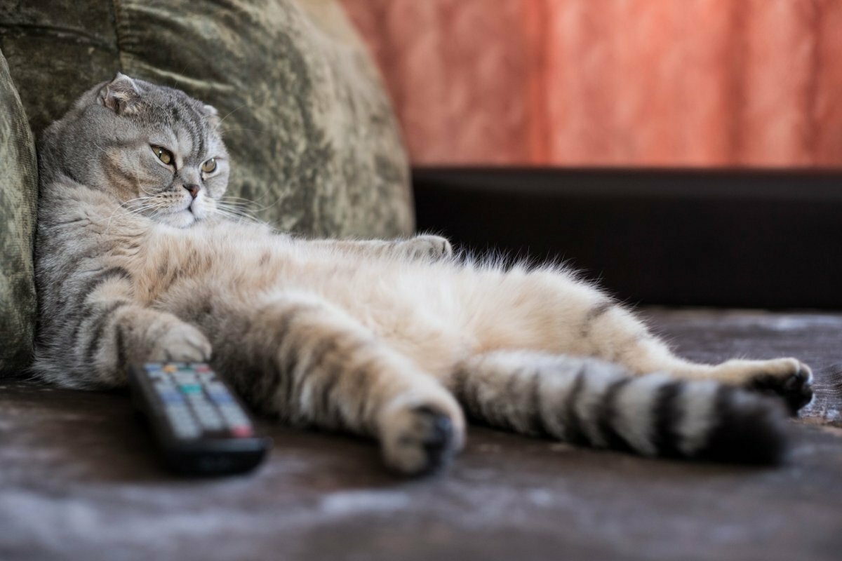 Кот с пультом на диване