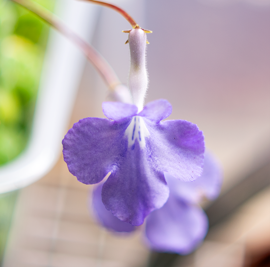 Стрептокарпелла. Стрептокарпус скальный. Стрептокарпус 6001. Streptocarpus saxorum. Стрептокарпус saxorum.