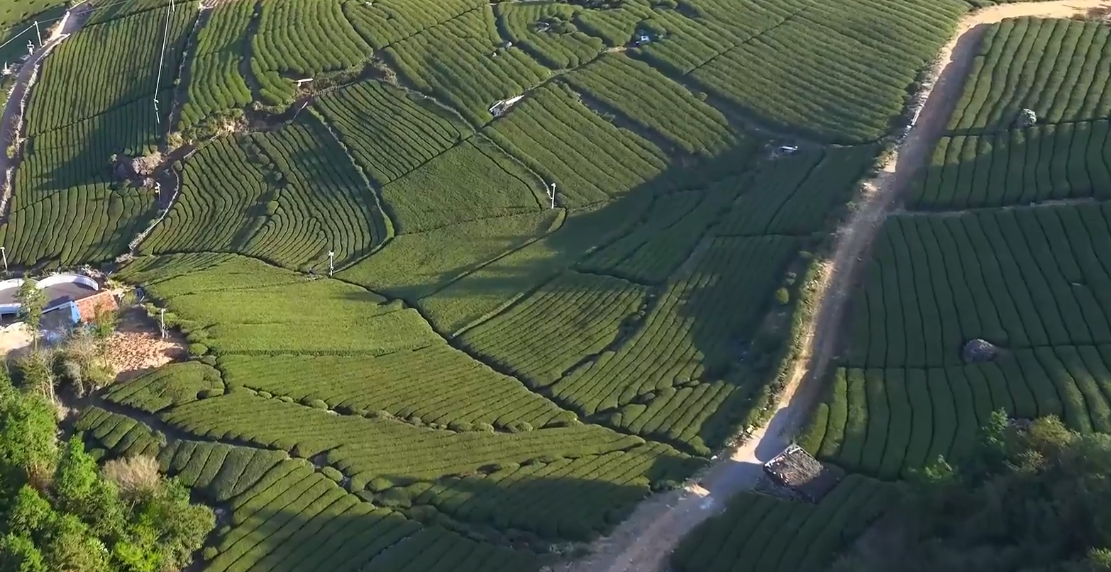 Поставщики китайского чая оптом