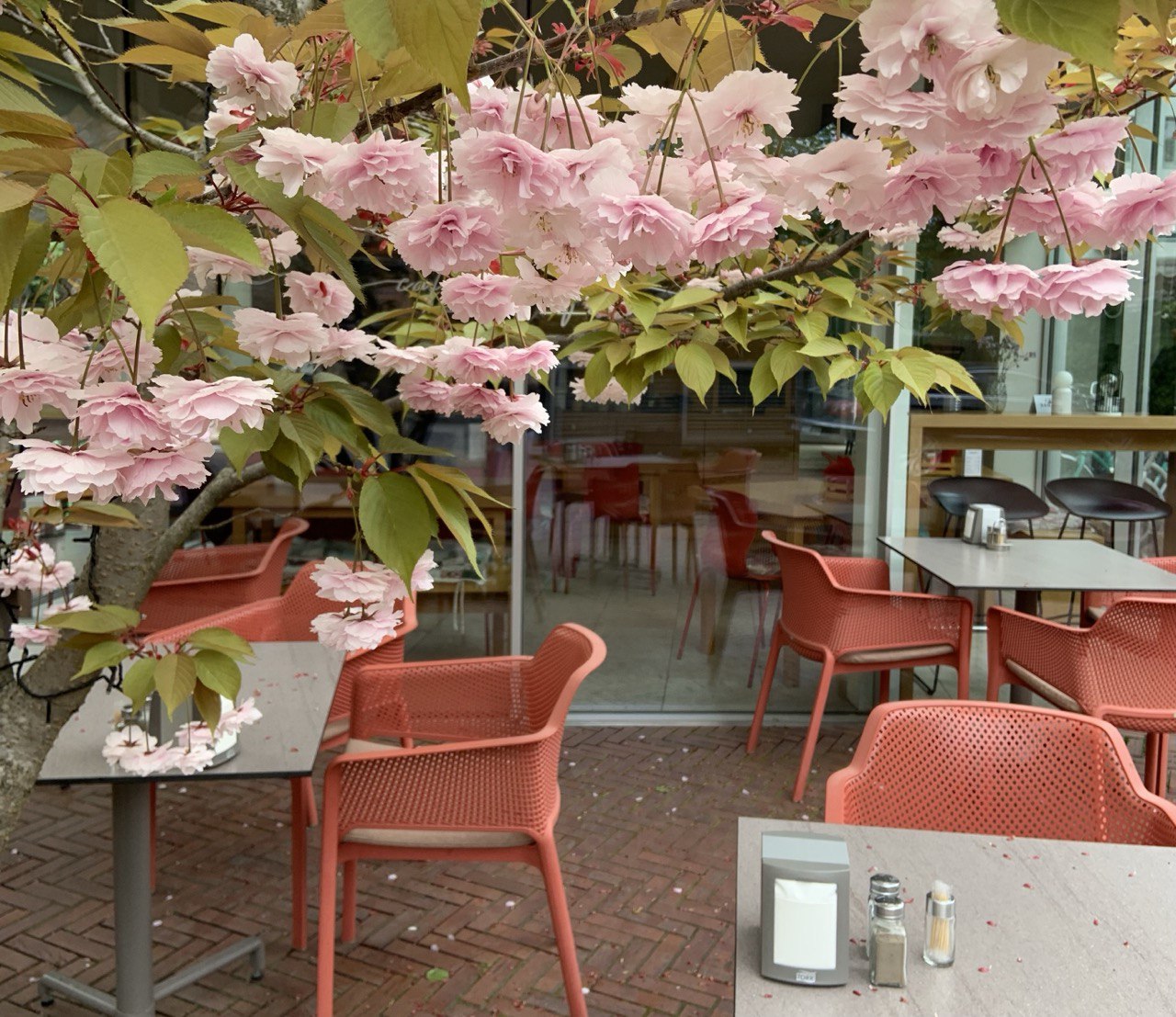 Культурный досуг в цветущем саду из сакур