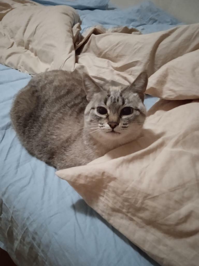 Серый котик на кровати