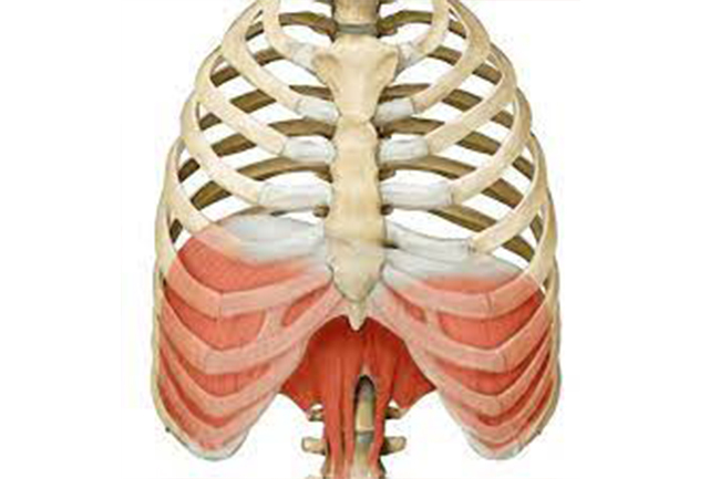 Спазм диафрагмы » Что такое диафрагма, симптомы и причины спазма ...