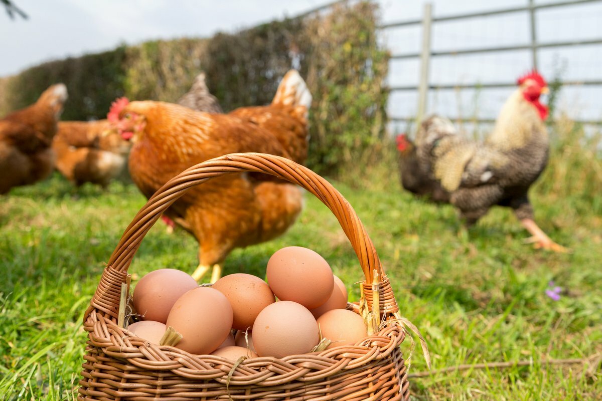 Porque las gallinas ponen huevos