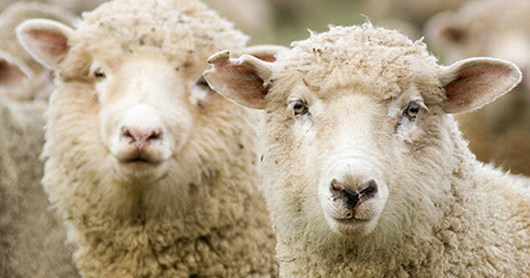 Домашняя овца, из которой изготавливается пряжи из шерсти
