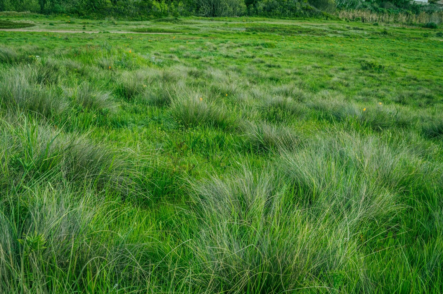 Tall grass field foreground