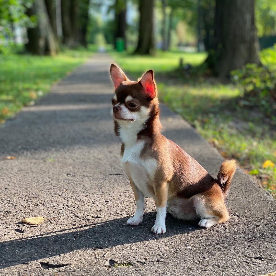 Проживание с животными в Sofrino Park