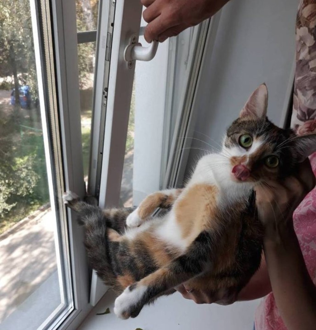 Кошка застряла. Кошка застряла в окне. Кот на пластиковом окне. Коты и пластиковые окна. Пластиковое окно кошка.