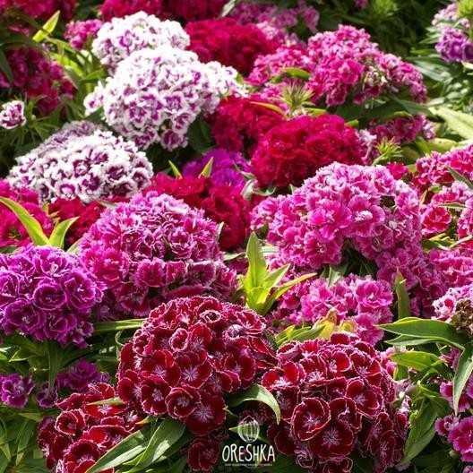 Seeds of Turkish Carnation (Sweet William) (Dianthus barbatus) — 30 pcs