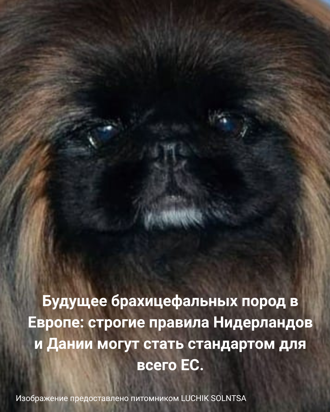 Пекинес — брахицефальная порода собак. Фото: питомник LUCHIK SOLNTSA.
