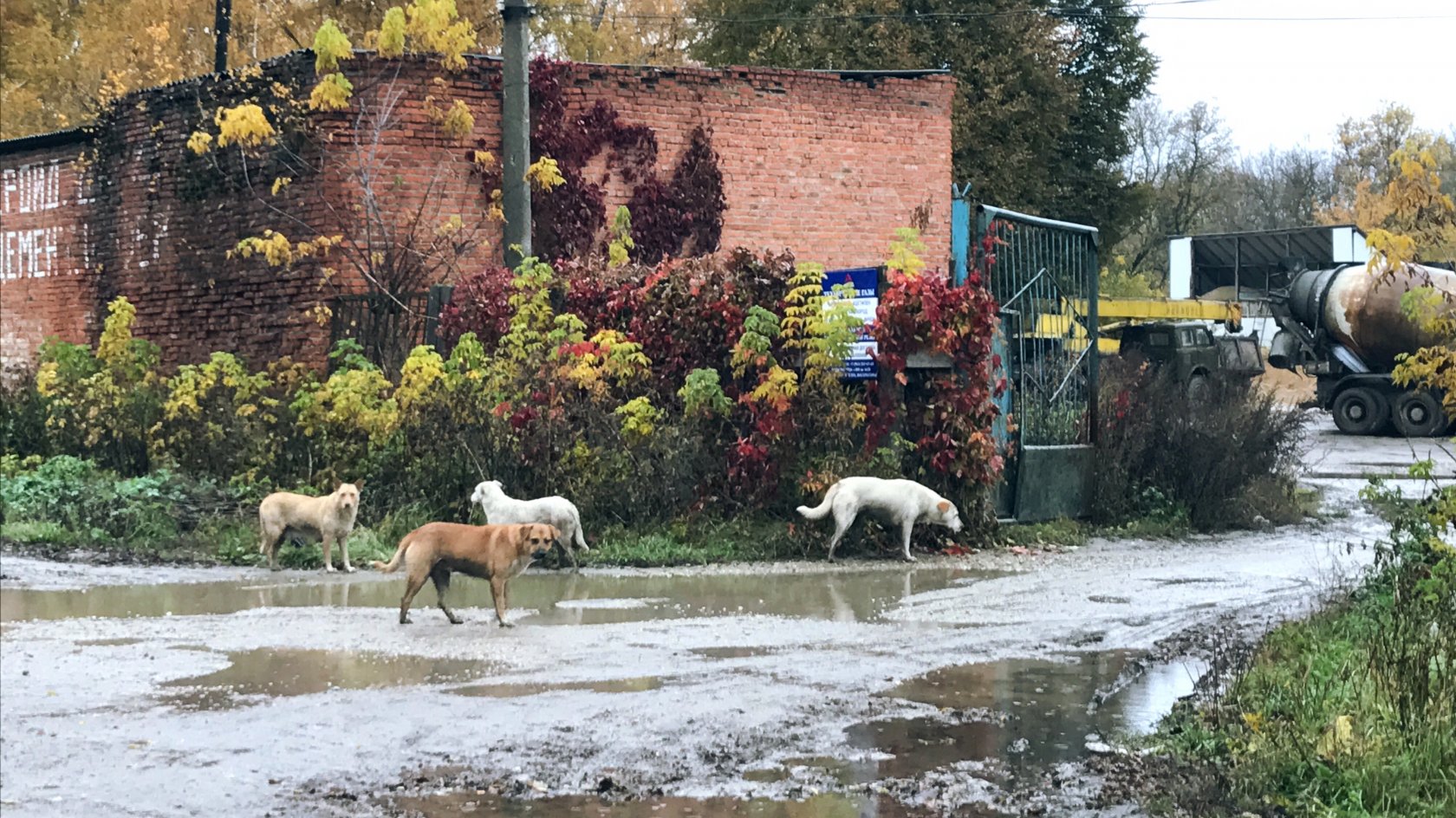 Бродячие собаки в Новомосковске.