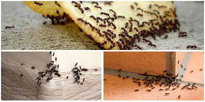 Завелись муравьи в квартире как избавиться