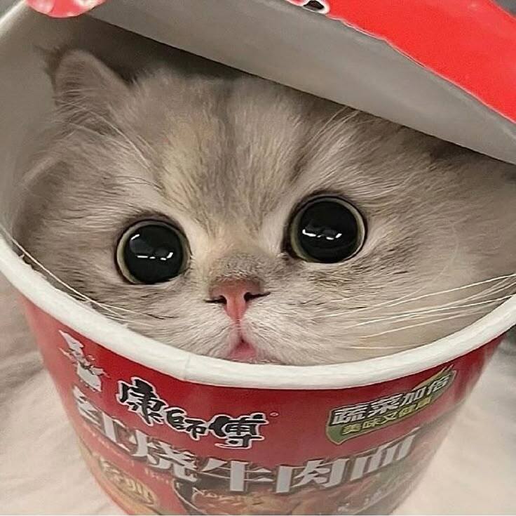 Котик 3
