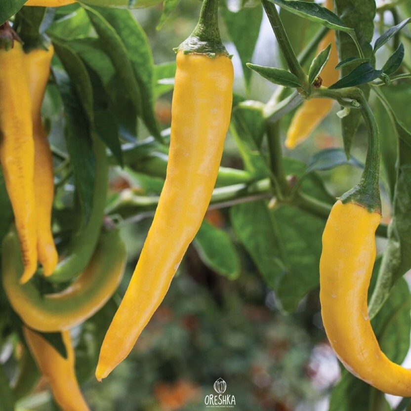Seeds of Hot pepper Cayenne Gold (Capsicum) — 5 pcs