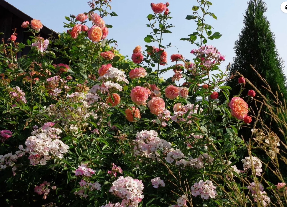 Высокие розы