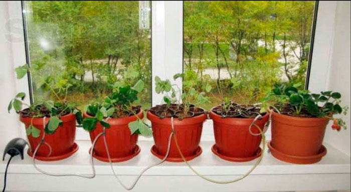 Выращивание на гидропонике дома: зелень, томаты, огурцы | Блог DzagiGrow