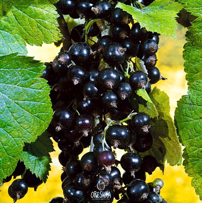 Seeds of Black Currant (Ribes nigrum) Black Currant - 150 pcs