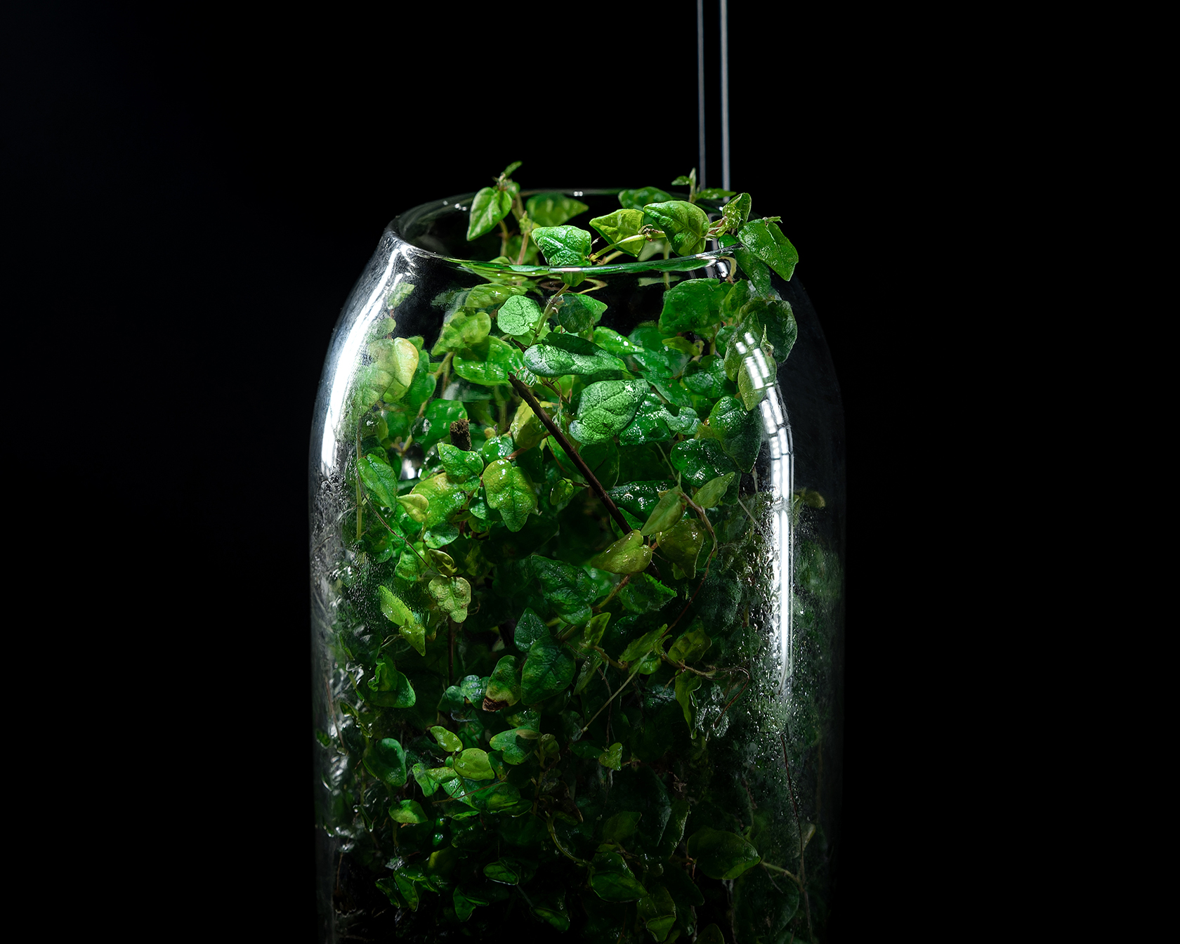 Ficus Pumila во флорариуме