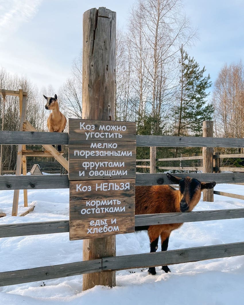 Домашняя ферма для детей в глэмпинге Под кронами