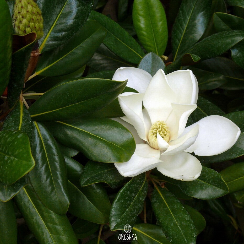 Seeds of Magnolia grandiflora (Magnolia grandiflora) — 5 pcs