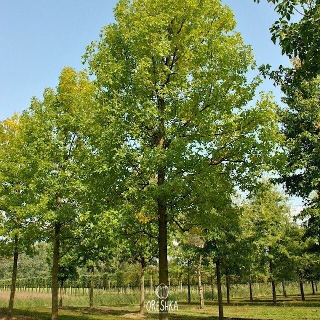 Seeds of Ash Pennsylvania (Fraxinus pennsylvanica) — 10 pcs