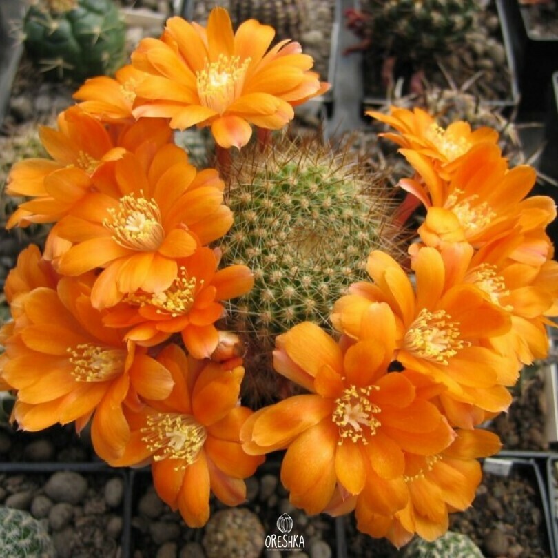Seeds of Cactus Rebutia kieslingii WR 694 (Rebutia kieslingii WR 694) — 10 pcs