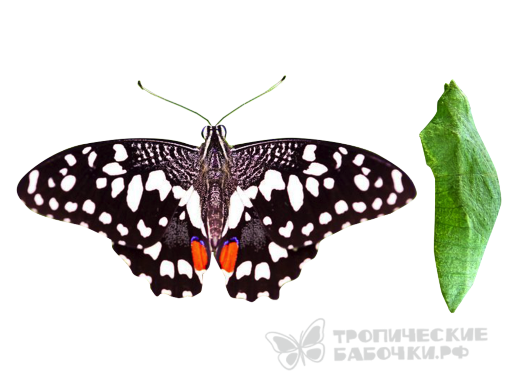Купить бабочки с доставкой. Papilio demoleus. Papilio demoleus бабочка. Куколка бабочки демолей. Парусник демолей бабочка.
