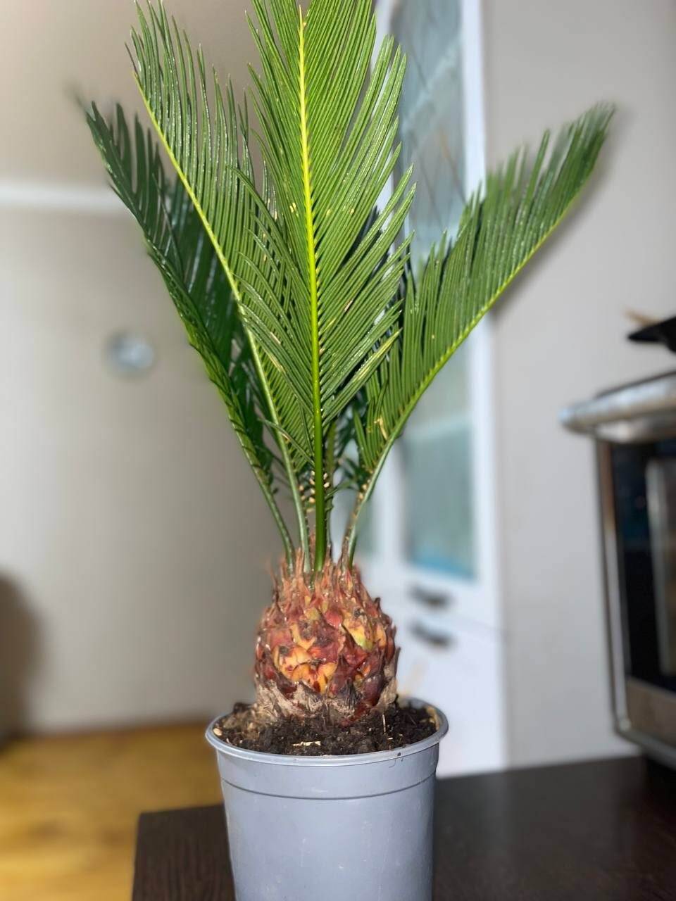 Green indoor plant in pot
