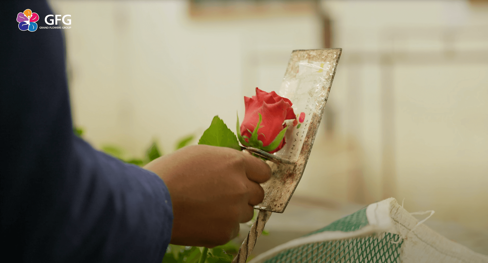 Как купить оптом розы от плантации Porini Flowers с доставкой в Россию