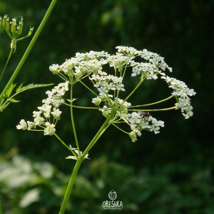 Seeds of cow parsley (Anthriscus sylvestris) — 100 pcs