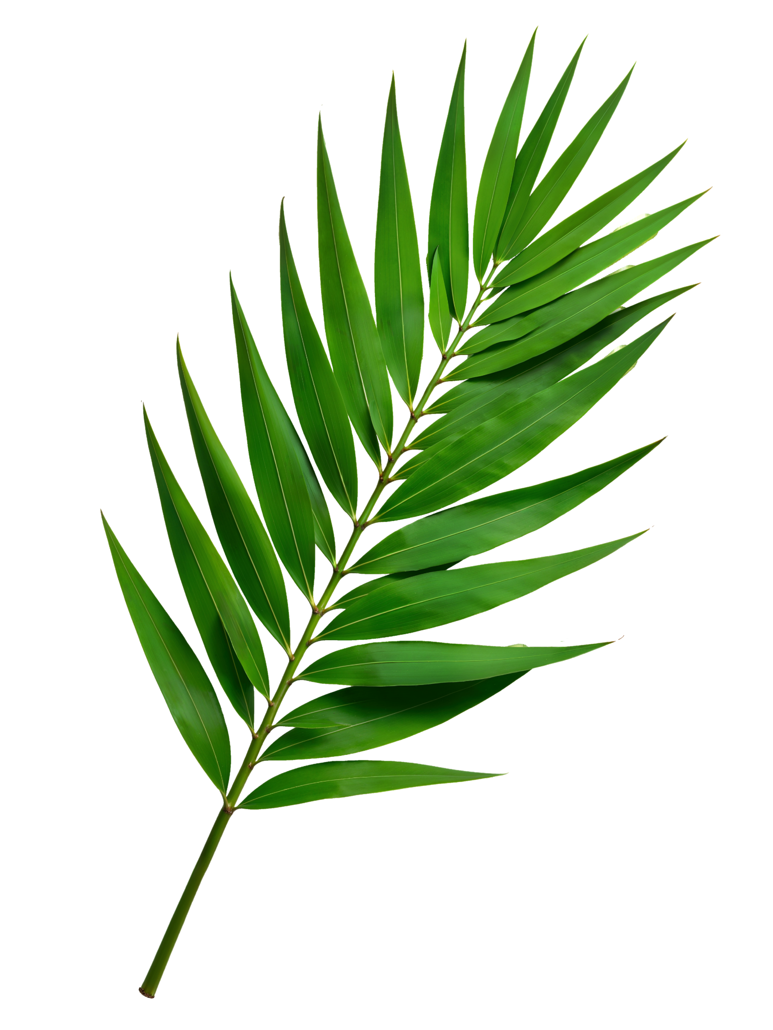 Правый папоротник