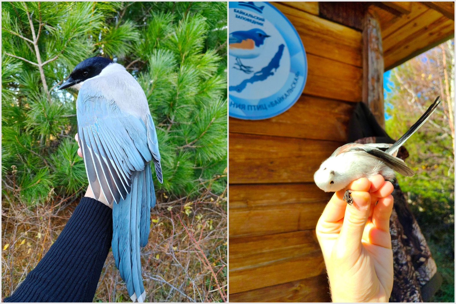 Орнитологи Байкальского заповедника 