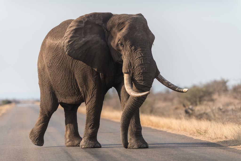 Слон из саванны в национальном парке Пиланесберг, Южная Африка. По оценкам исследования, общая биомасса саванных слонов составляет половину от 2 миллионов тонн общего веса кошек. Фотография: Библиотека изображений Артерра/Алами.