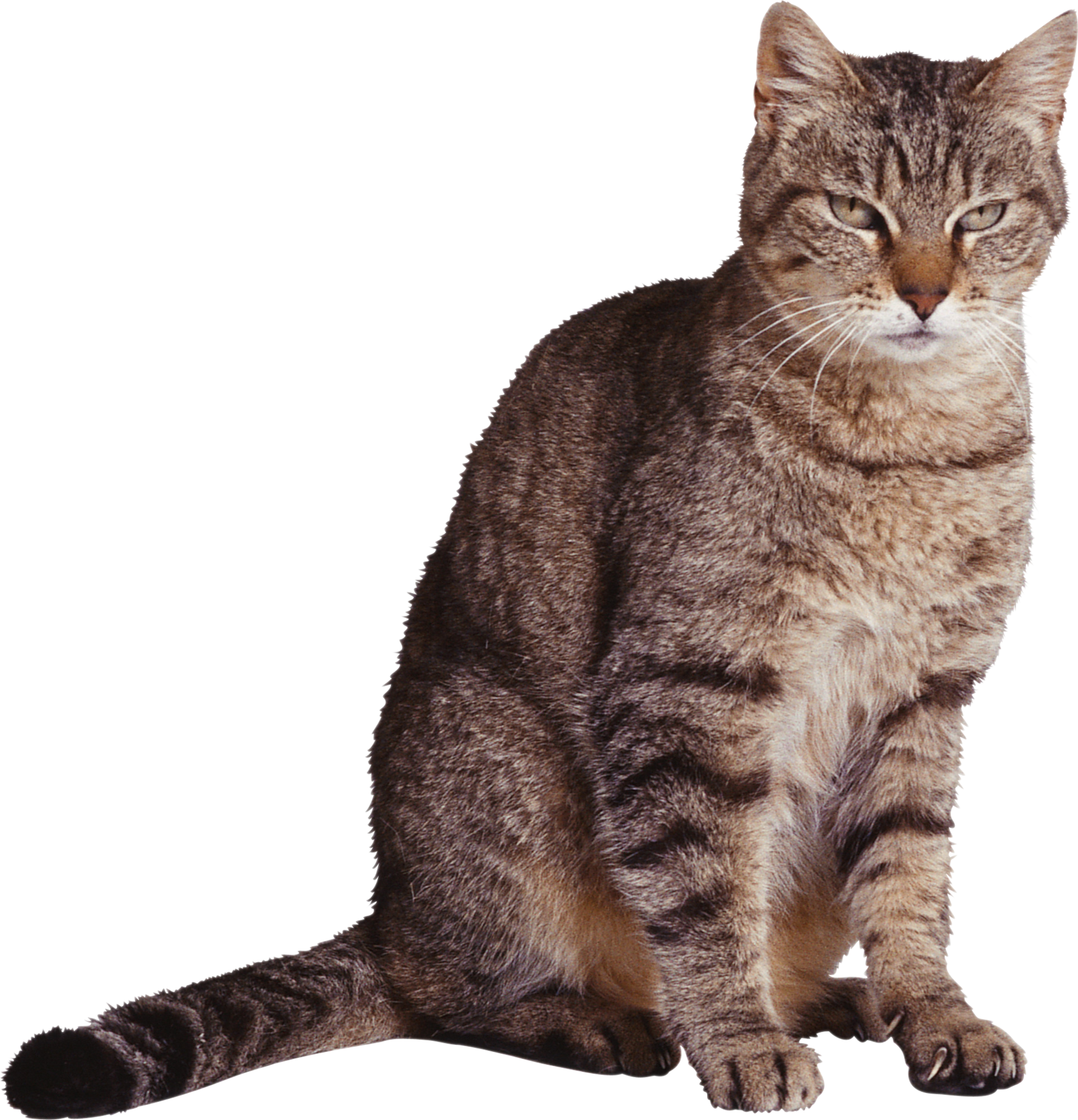 Кот на прозрачном фоне