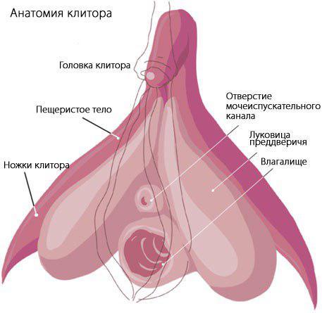 Анатомия пизды крупным планом от русской шлюшки Кристины
