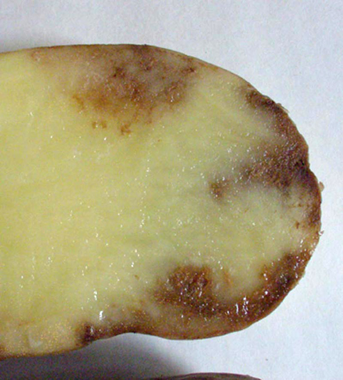 Фитофтороз клубней картофеля