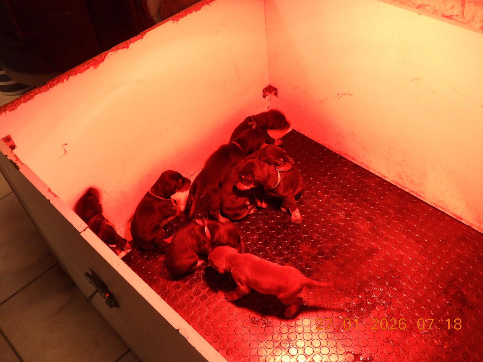 Изъятые собаки в ходе расследования международной незаконной торговли между Сербией и Францией