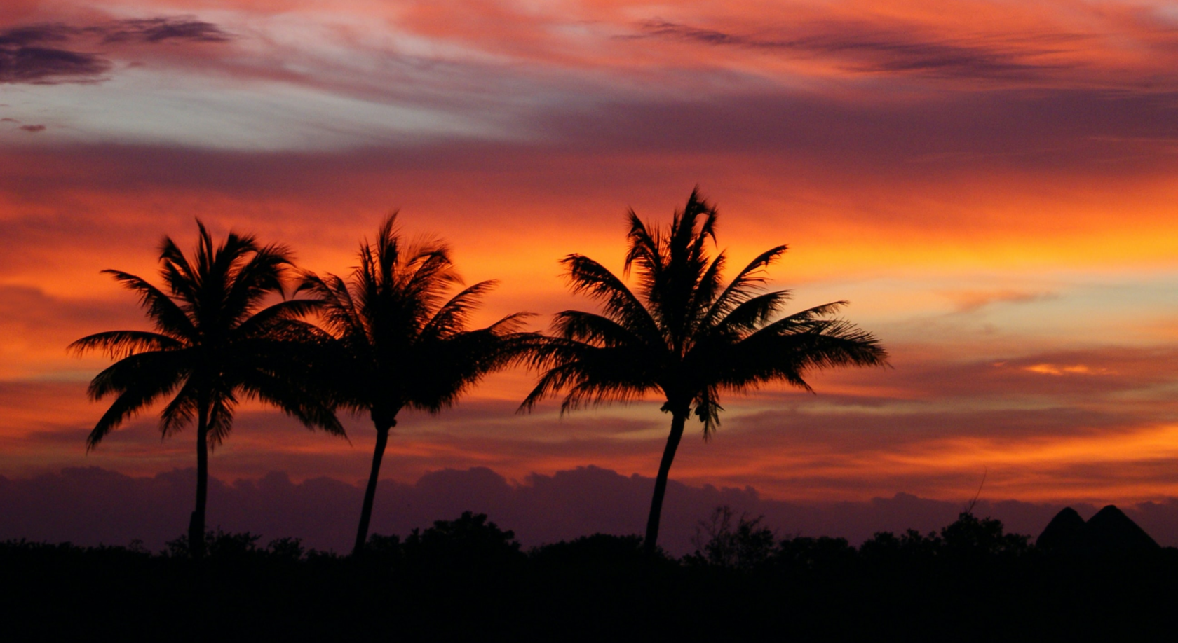 Пальмы на закате. Тропический закат. Рассвет пальмы. Заставка на рабочий стол пальмы. Chill out 2024