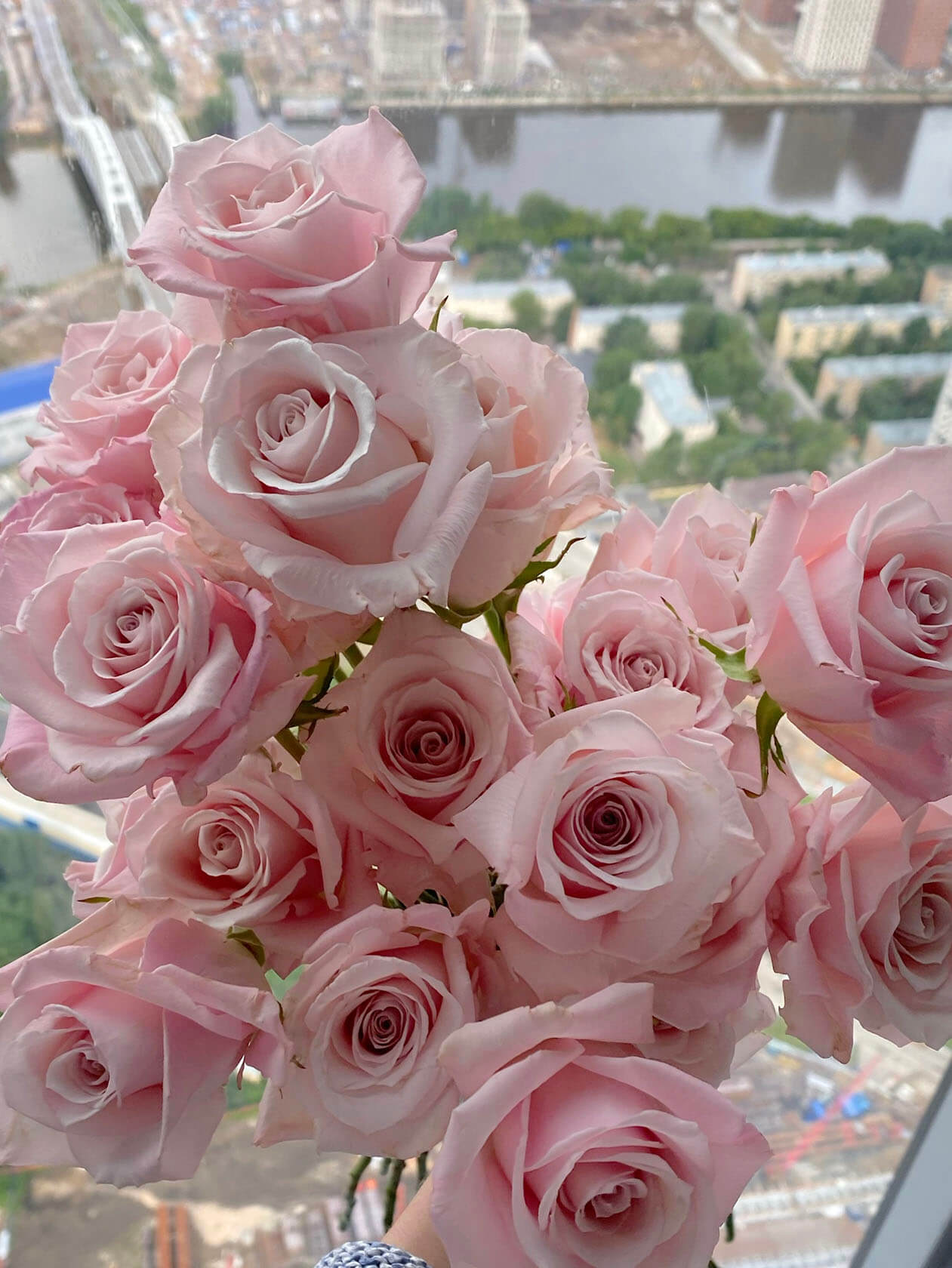 нежно розовые розы фото