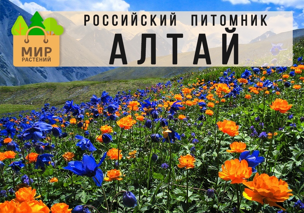Цветы алтая каталог