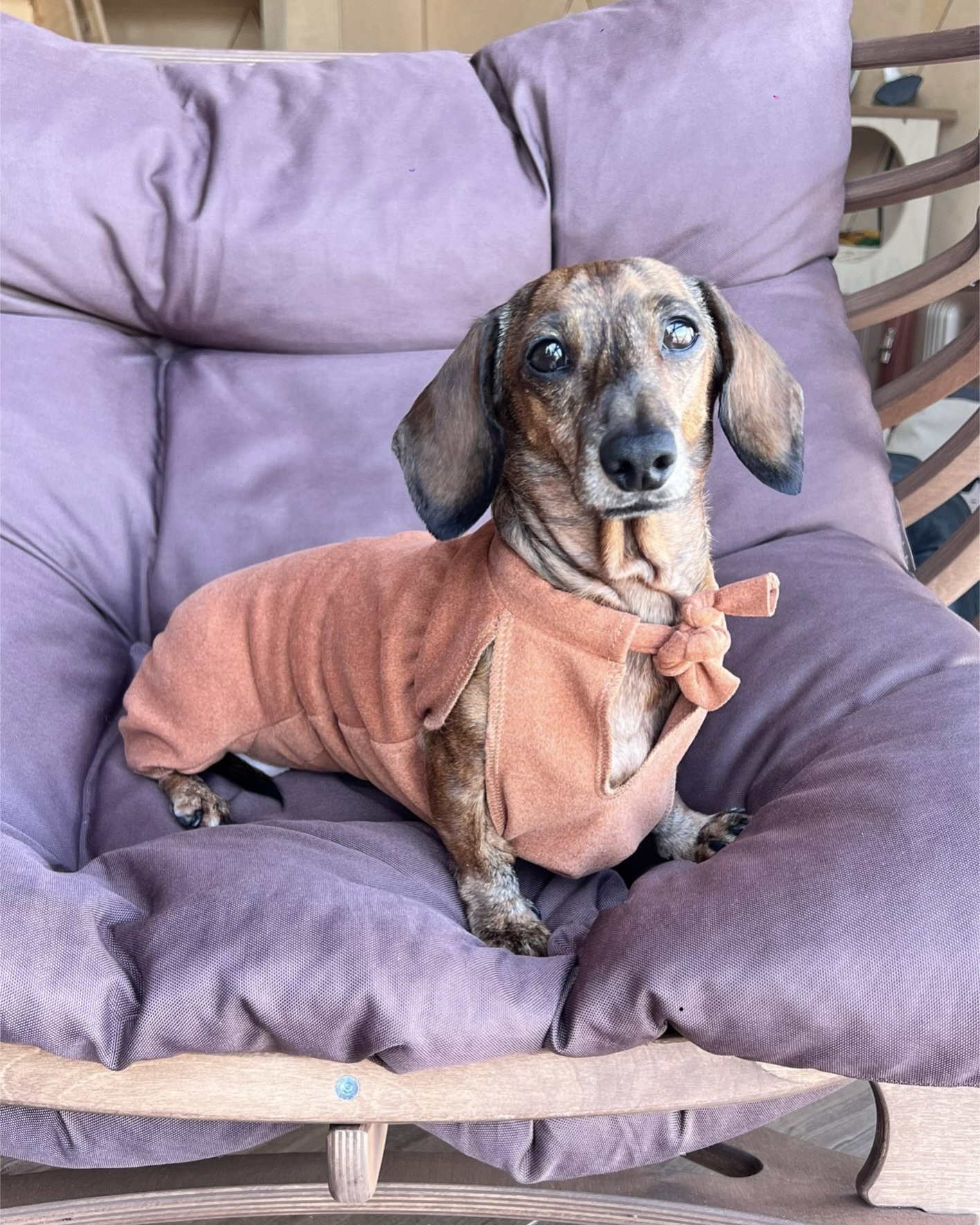 Dachshund shop best sale